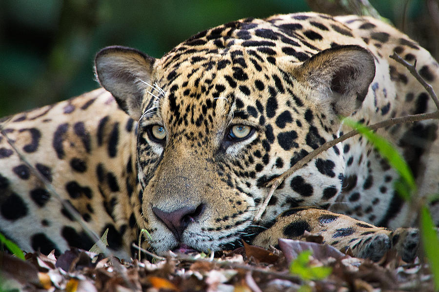 Jaguar Panthera Onca, Pantanal Photograph By Panoramic Images - Fine 