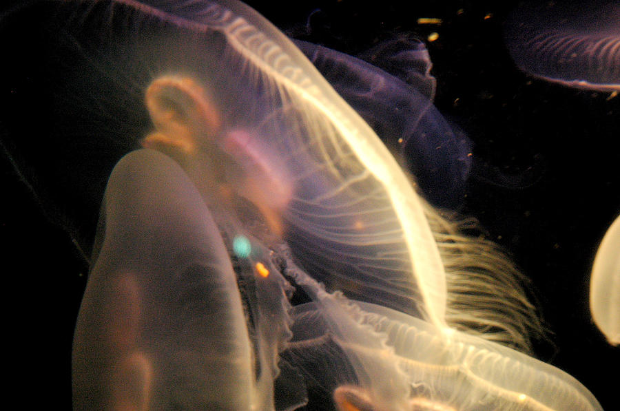 Jellyfish Photograph - Jellyfish #6 by Andreea Allman