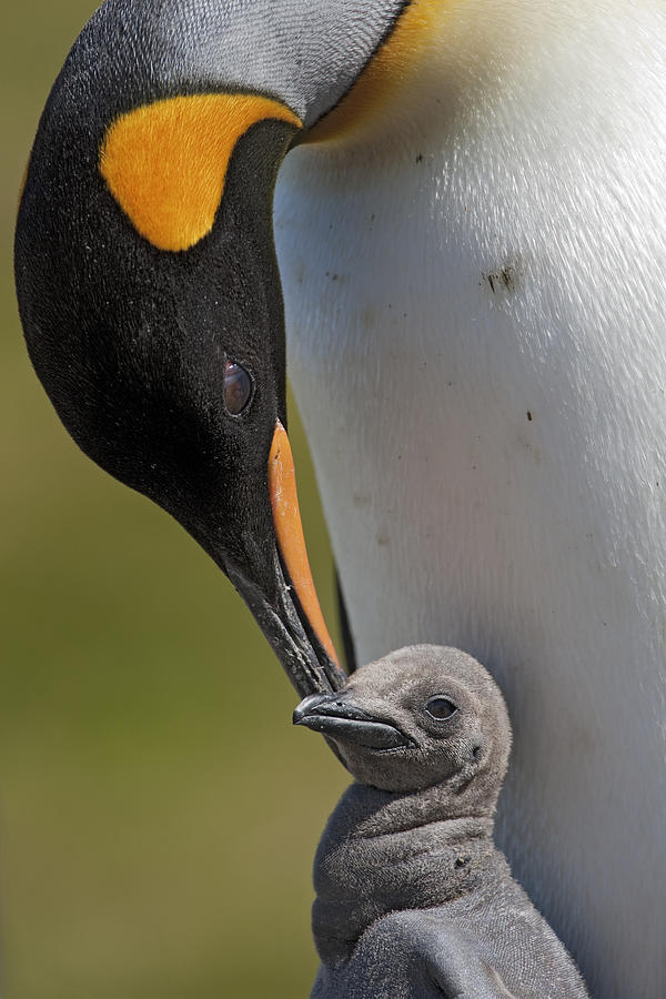 King Penguin Aptenodytes Patagonicus Photograph by Ingo Arndt