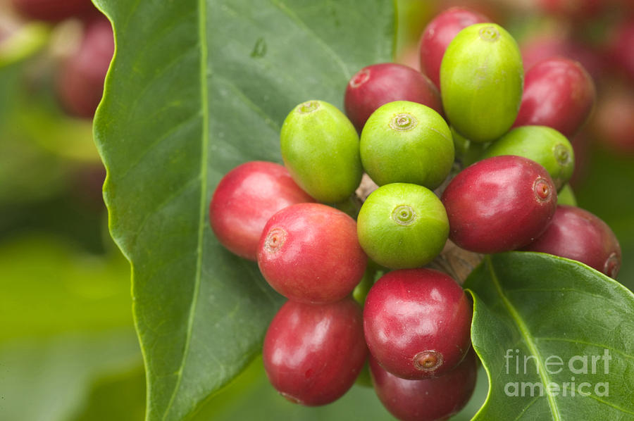 Kona Coffee Beans #6 Photograph by Inga Spence