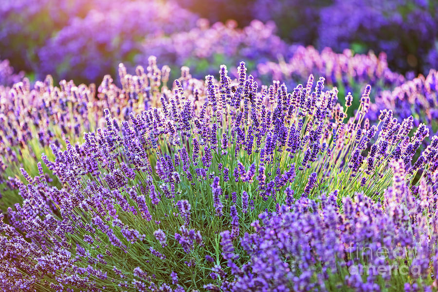 Lavender flower field at sunset. #6 Photograph by Michal Bednarek