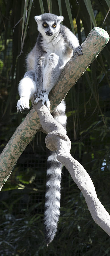 Lemur #6 Photograph by Masami Iida