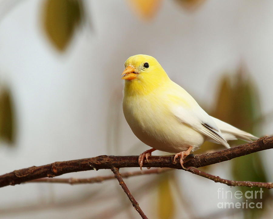 Nature Photograph - Leucistic American Goldfinch #7 by Jack  R Brock