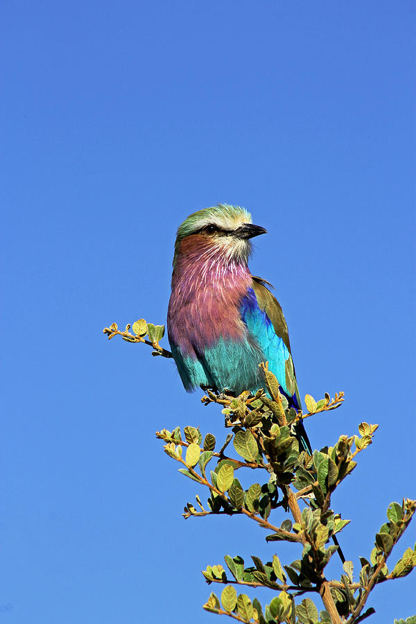 Bird Photograph - Lilac Breasted Roller #6 by Tony Murtagh