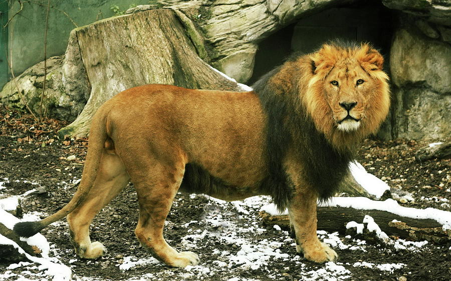 Wildlife Photograph - Lion #6 by Jackie Russo