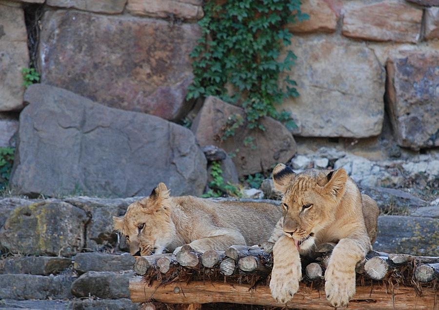 Lioness and Cubs #6 Photograph by Kenny Glover