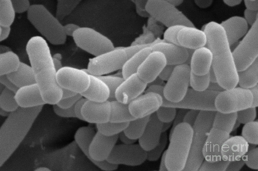 Listeria Monocytogenes Bacteria Photograph by Scimat - Fine Art America