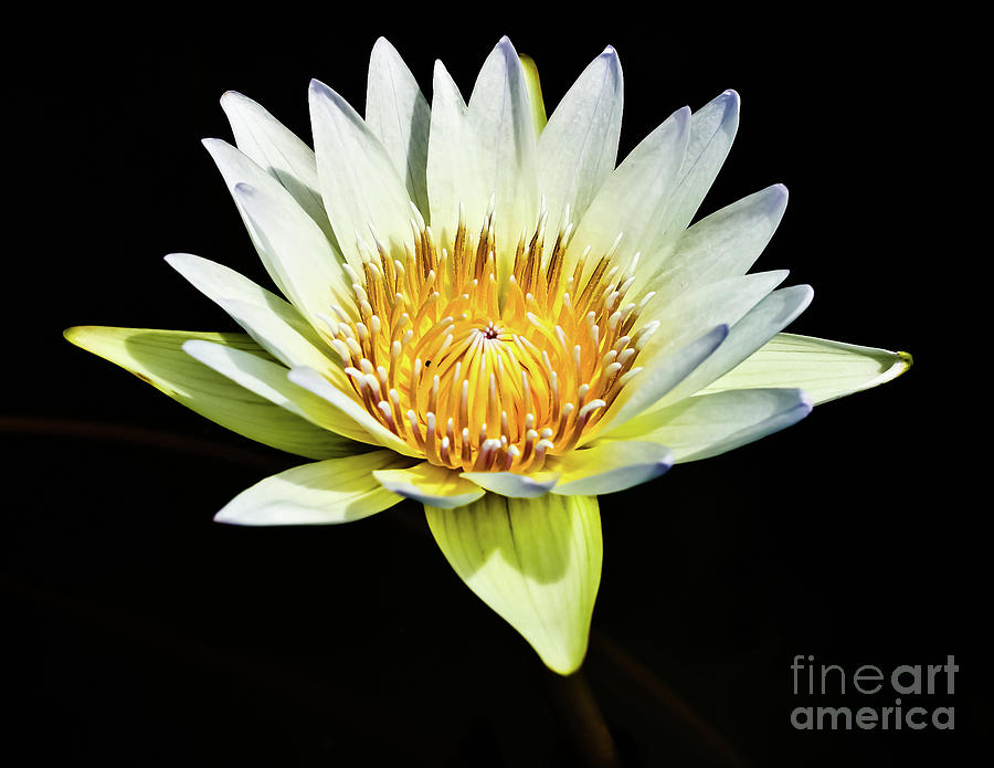 Lily Photograph - Lotus from Thailand #6 by Prasert Chiangsakul