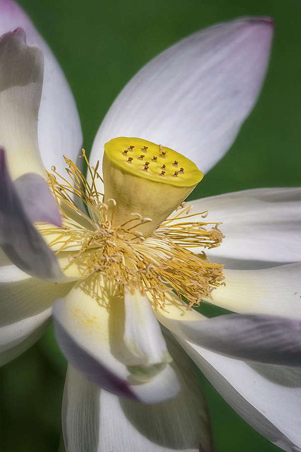Lotus #6 Photograph by Robert Fawcett