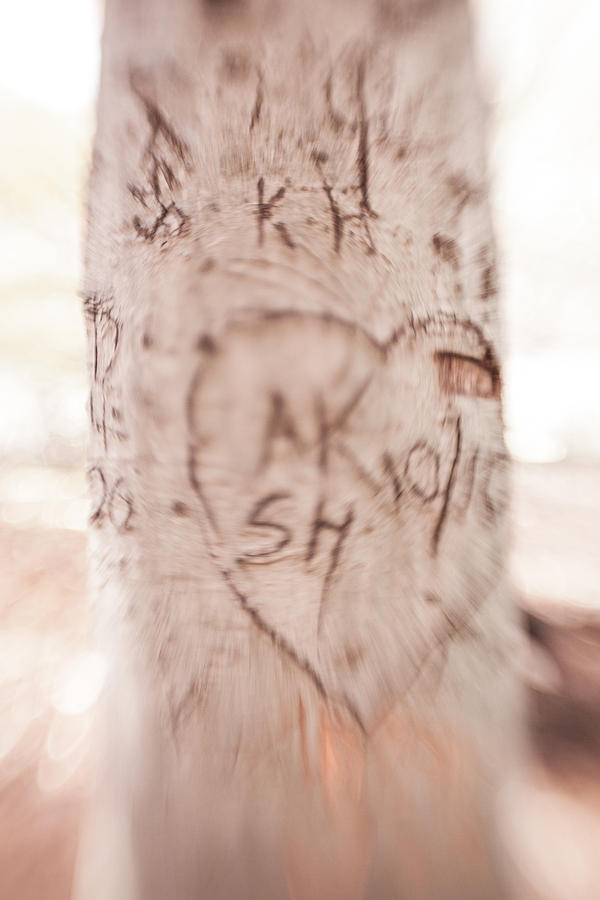 Love Tree #6 Photograph by Erin Cadigan