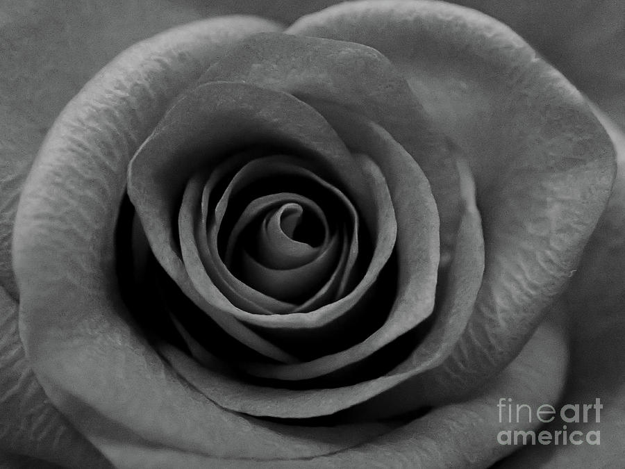 Macro rose #6 Photograph by FineArtRoyal Joshua Mimbs