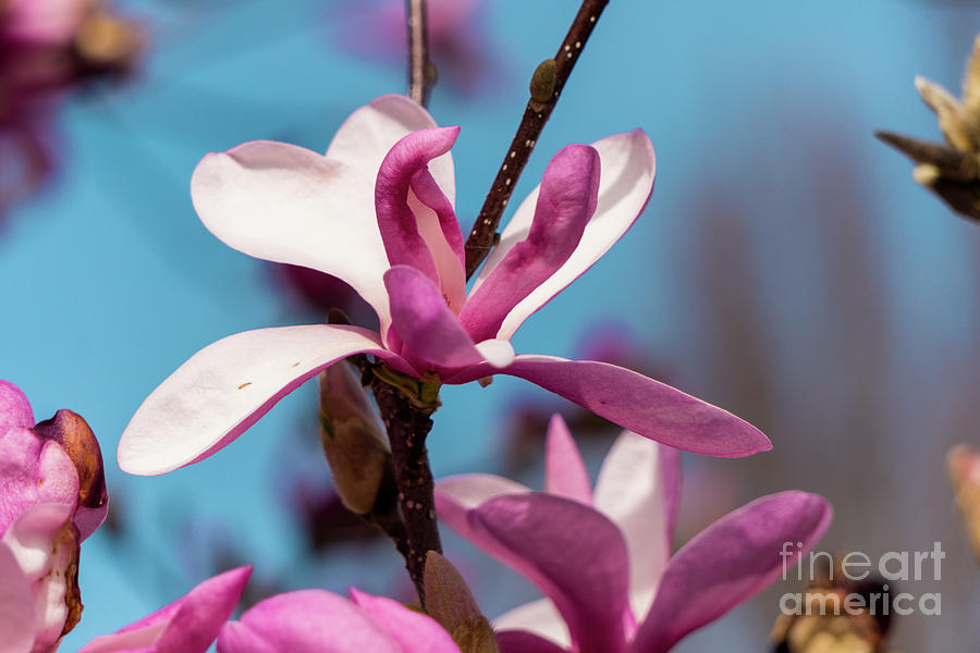 Magnolia #6 Photograph by Kevin Gladwell