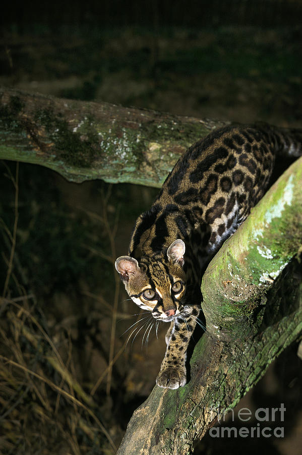 Animal Photograph - Margay Cat Leopardus Wiedi #6 by Gerard Lacz