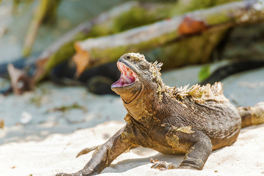 Marine Iguana on Galapagos Islands #6 Photograph by Marek Poplawski