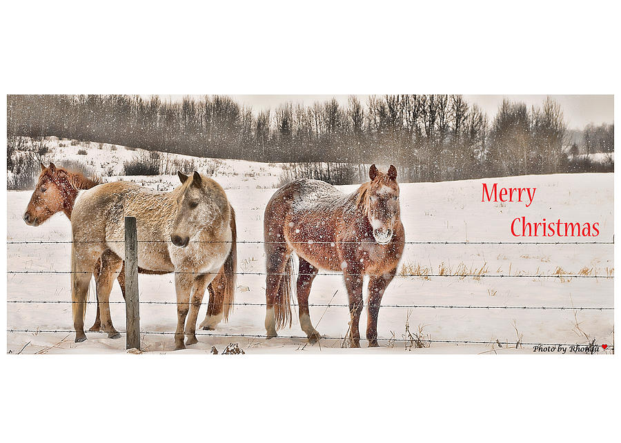 Merry Christmas #6 Photograph by Rhonda McDougall