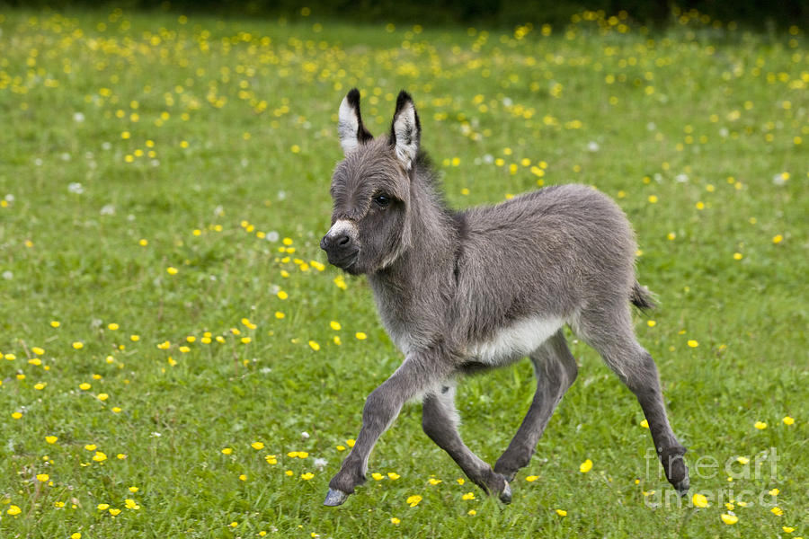 Donkey Photograph - Miniature Donkey Foal #6 by Jean-Louis Klein & Marie-Luce Hubert
