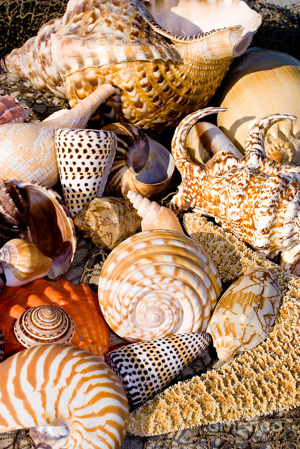 Mix Group of Seashells #6 Photograph by Anthony Totah