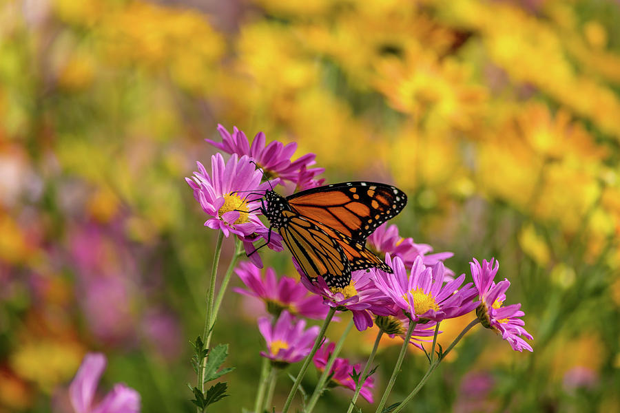 Monarch Butterfly Photograph by Ivan Santiago | Fine Art America