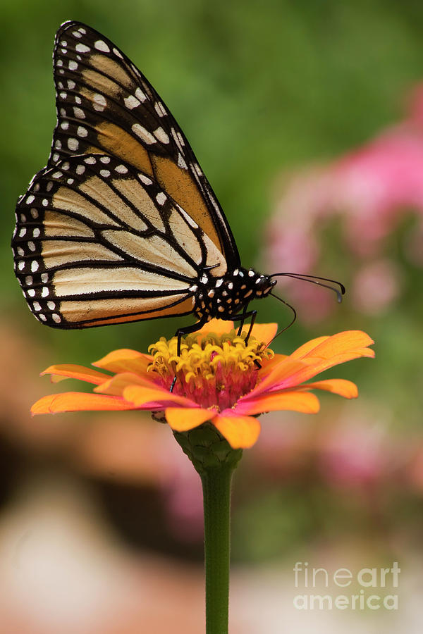 Monarch Butterfly #6 Photograph by Jill Lang