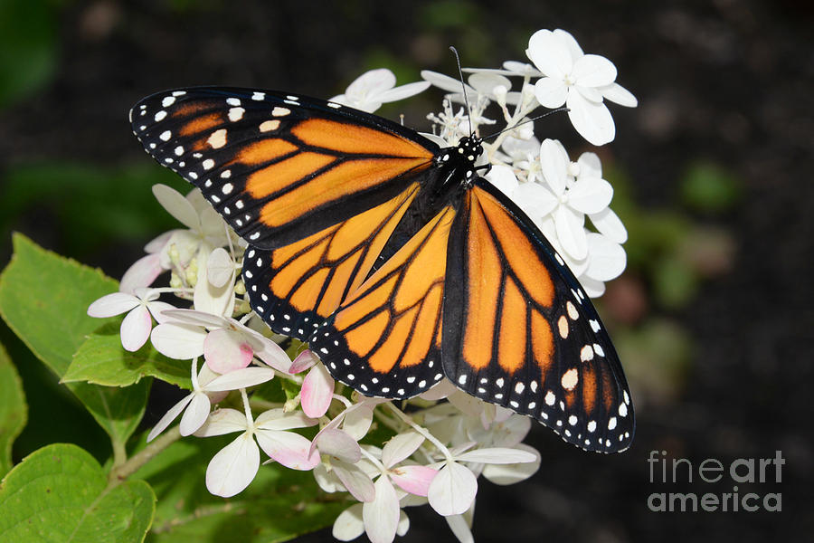Monarch Butterfly #6 Photograph by Lila Fisher-Wenzel