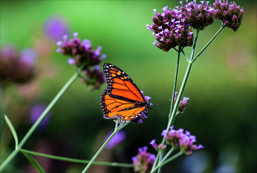 Monarch Butterfly #6 Photograph by Robert Ullmann