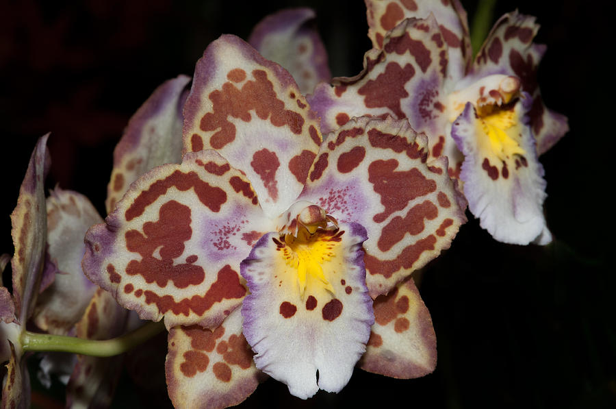 Moth Orchids  #6 Digital Art by Carol Ailles