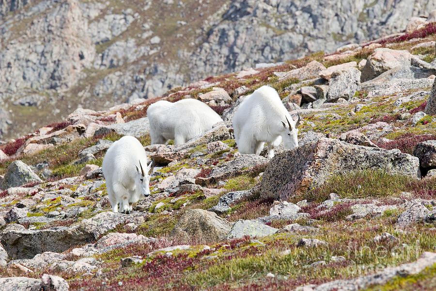 Mountain Goats on Mount Bierstadt in the Arapahoe National Fores #6 Photograph by Steven Krull
