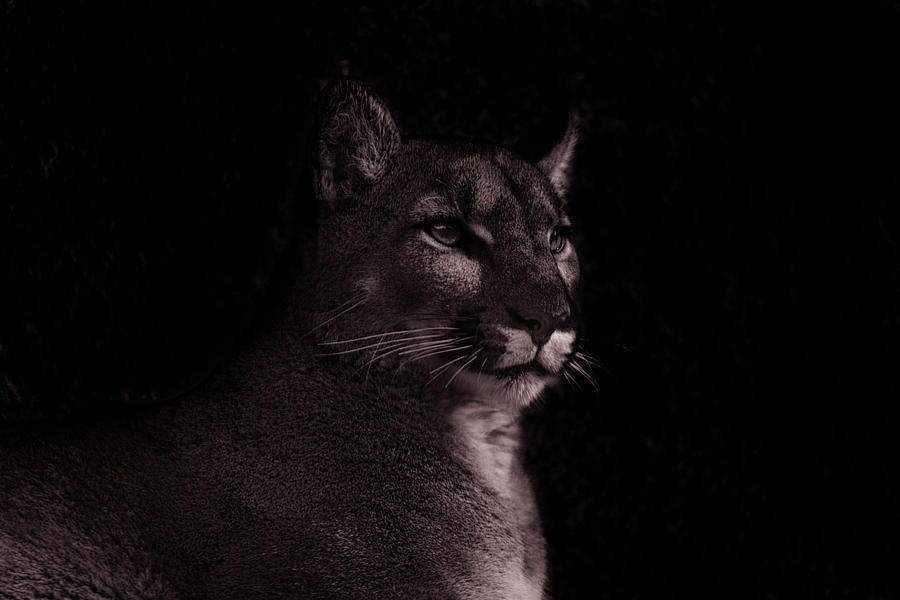Mountain Lion  #6 Photograph by Brian Cross