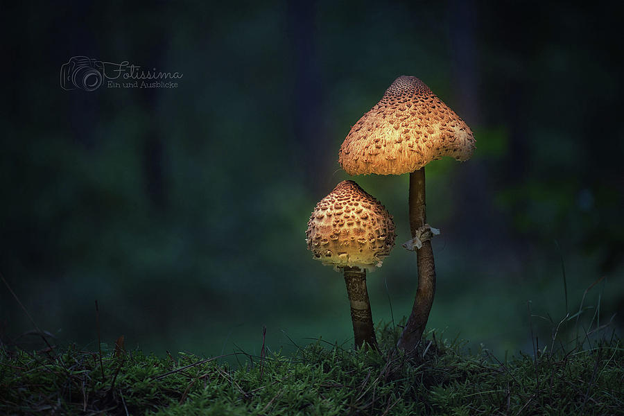 Mushroom Photograph - Mushroom #6 by Jackie Russo