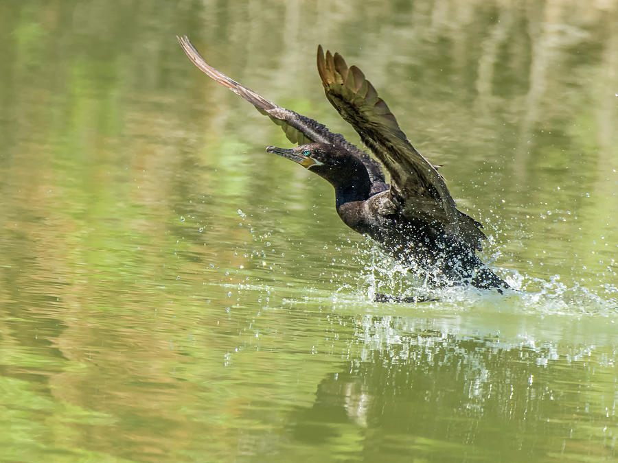 Neotropic Cormorant #10 Photograph by Tam Ryan