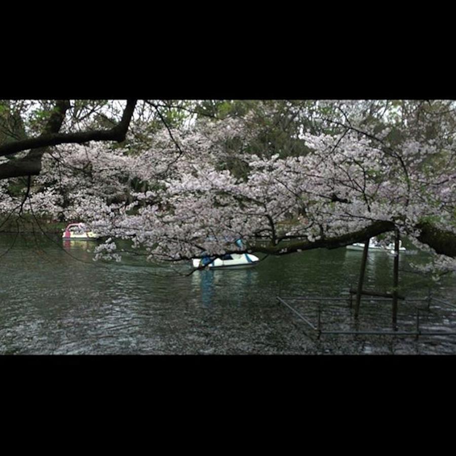 Spring Photograph - #nofilter#cherryblossom #parc #6 by Kazuki Fujita