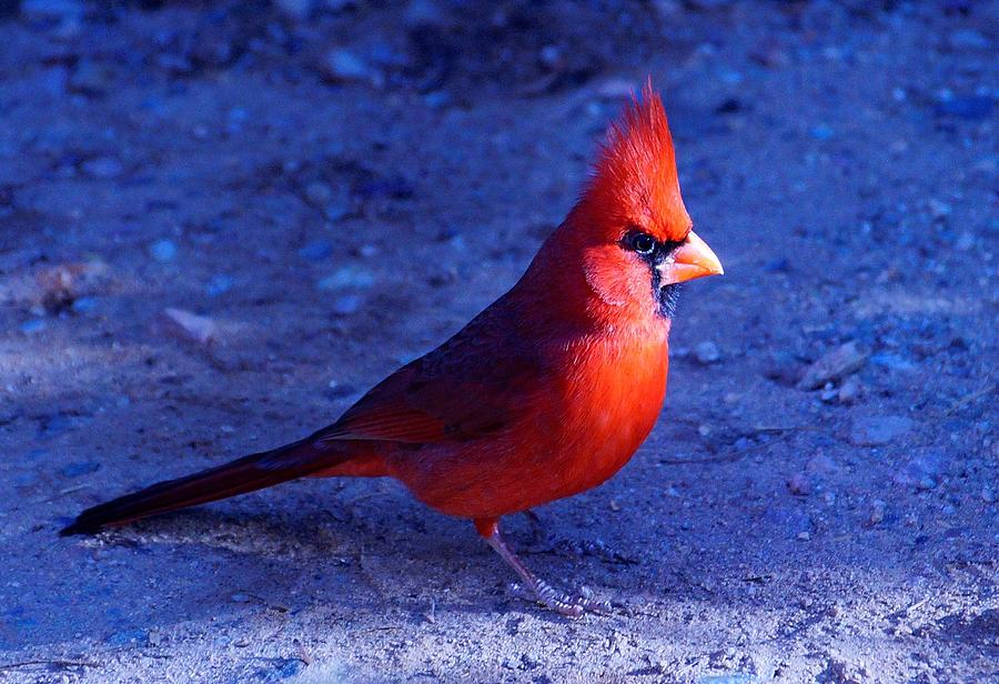 Northern Cardinal #6 Photograph by Dennis Boyd