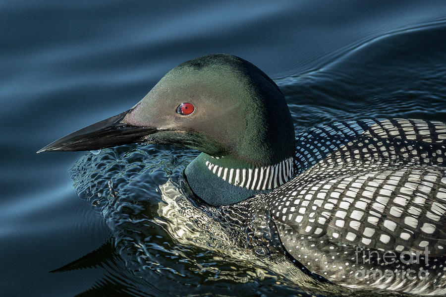 Northern Loon #6 Photograph by Craig Shaknis