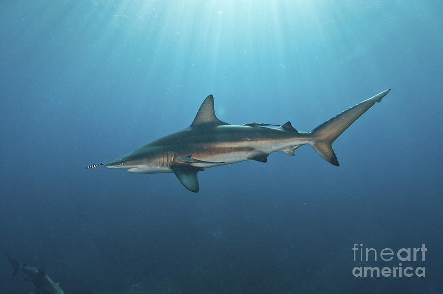 Oceanic Blacktip Shark