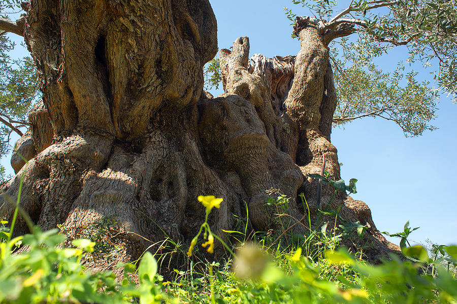 Old olive tree #6 Photograph by Manolis Tsantakis