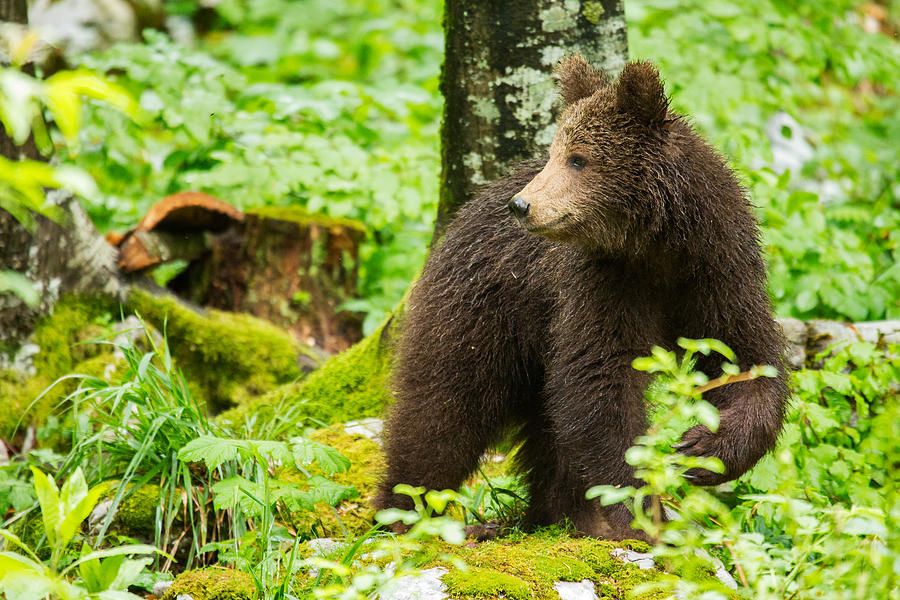 One year old Brown Bear in Slovenia #6 Photograph by Ian Middleton