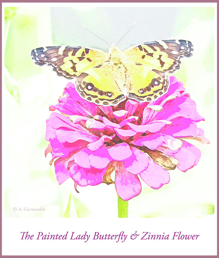 Painted Lady Butterfly on Zinnia Flower #6 Digital Art by A Macarthur Gurmankin