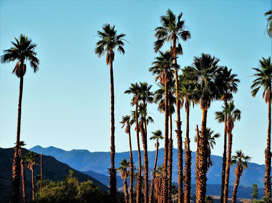 Palm Springs #6 Photograph by Lisa Dunn
