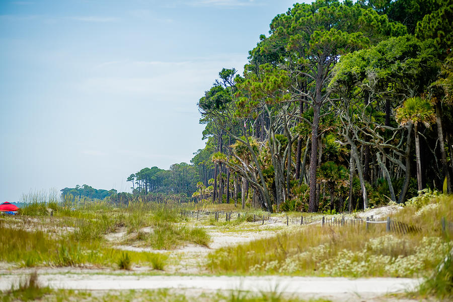 Palmetto Forest On Hunting Island Beach Photograph by Alex Grichenko ...