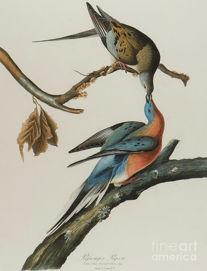 Passenger Pigeon Painting by John James Audubon