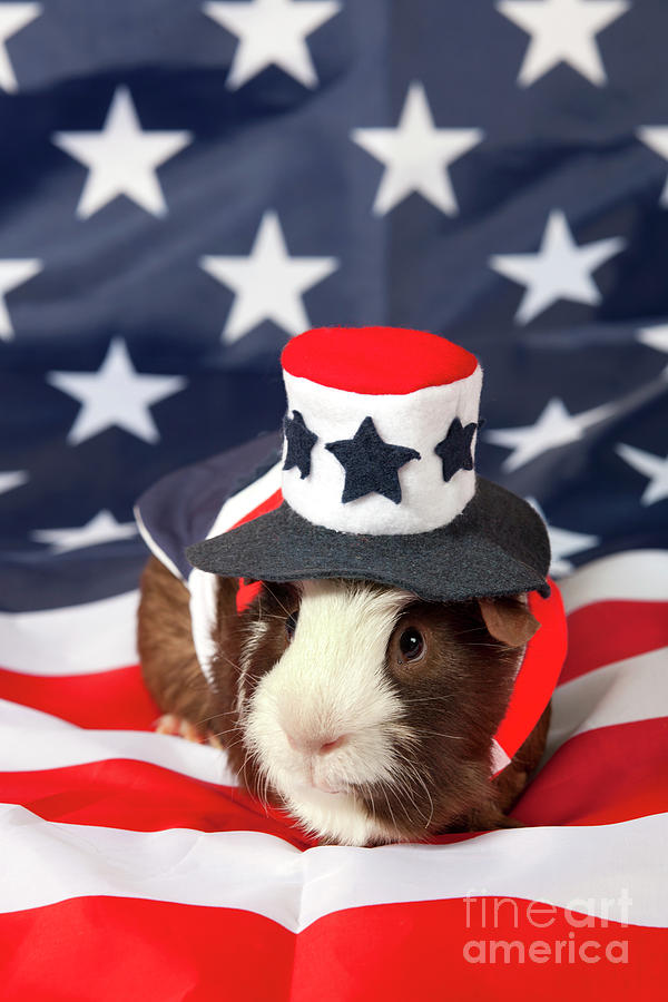 Patriotic American Guinea Pig #6 Photograph by Anthony Totah