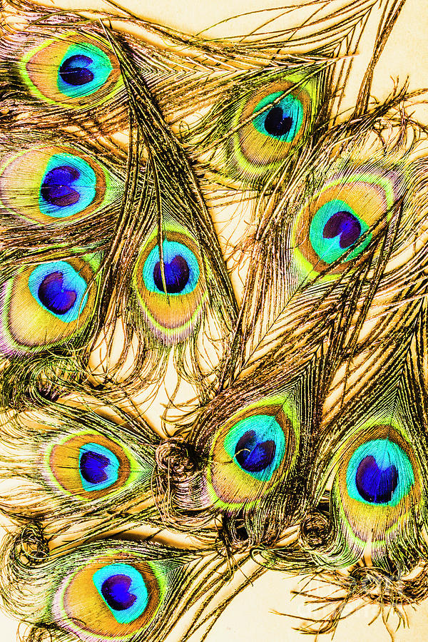 Peacock feathers still life #6 Photograph by Jorgo Photography