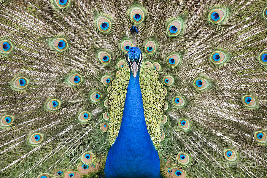 Peacock #6 Photograph by Jill Lang