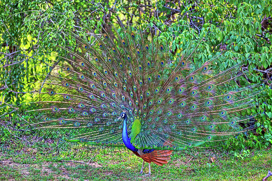Peacock With Gorgeous Spread Colored Feathers Shows His Tail #6 Photograph by Gina Koch