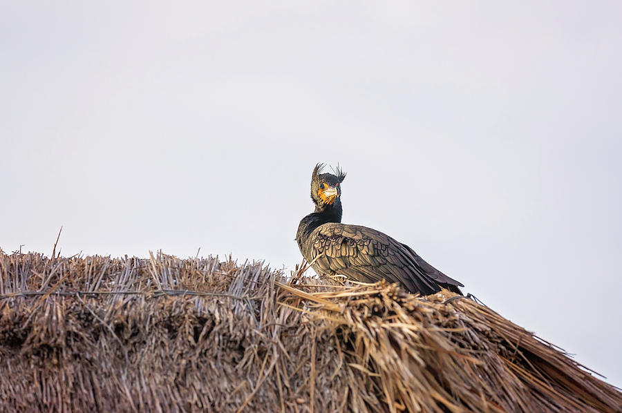 Pelican #6 Photograph by Peter Lakomy