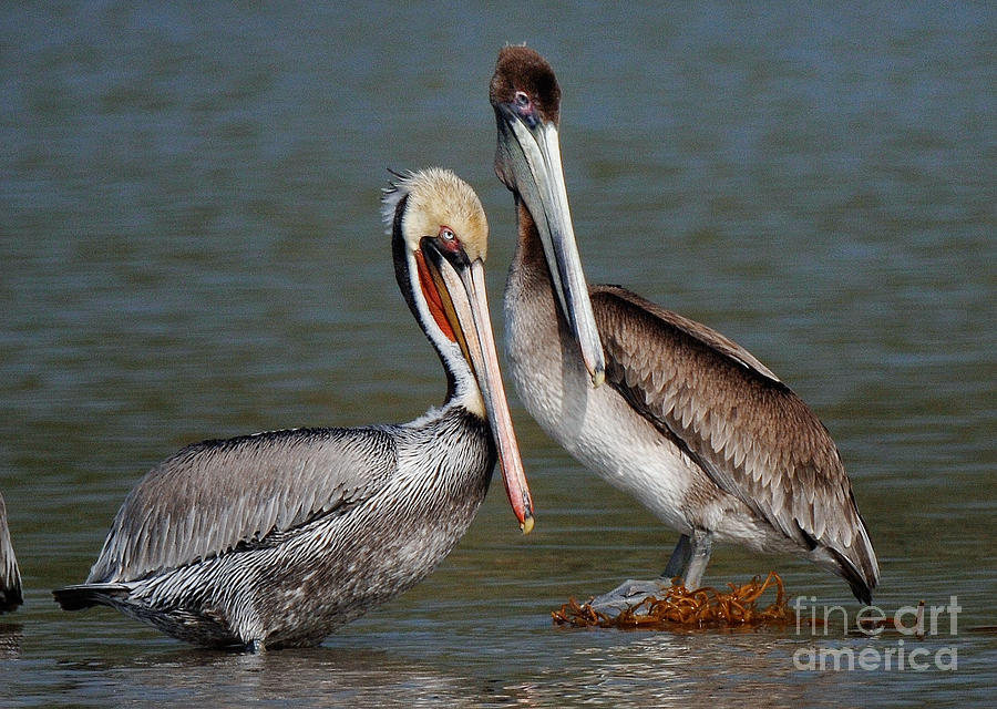 Pelicans #6 Photograph by Marc Bittan