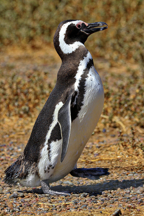 Penguins Tombo Reserve Puerto Madryn Argentina #6 Photograph by Paul James Bannerman