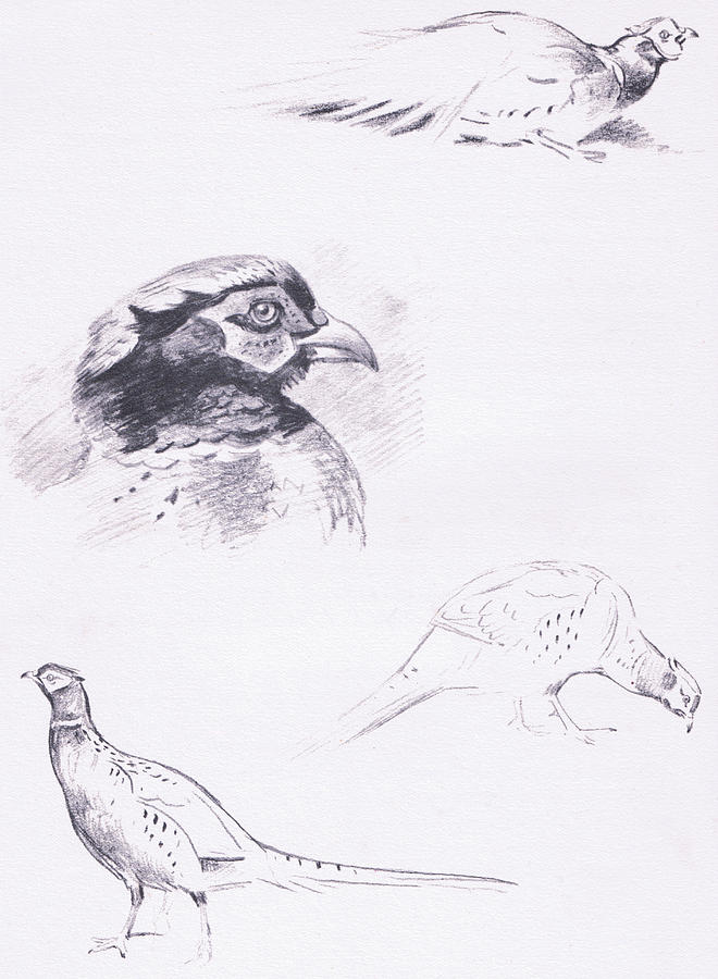 Pheasants Drawing by Archibald Thorburn