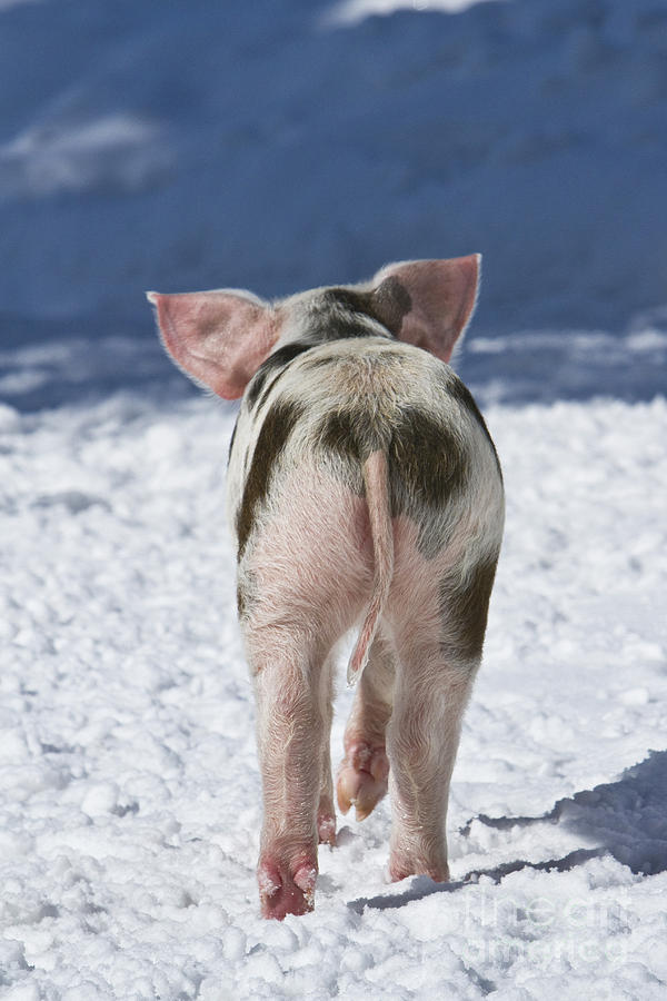 Piglet Walking In Snow #6 Photograph by Jean-Louis Klein & Marie-Luce Hubert