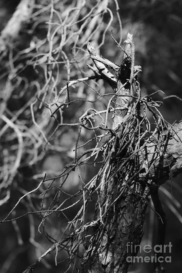 Pine Twigs #7 Photograph by Dariusz Gudowicz